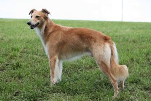 Luciano Pavarotti Beami Sahrak - Silken Windsprite