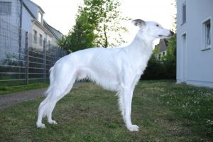 Rhesos (Zumdick) - Silken Windsprite