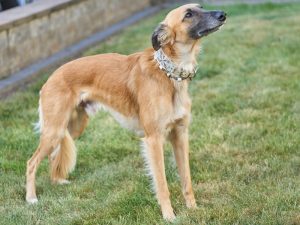 Sternenläufer Arrakis - Silken Windsprite