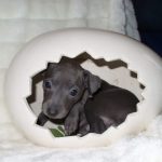 Italienisches Windspiel