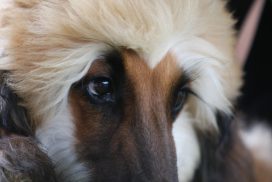 Afghanischer Windhund