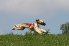 Afghanischer Windhund