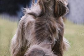 Afghanischer Windhund