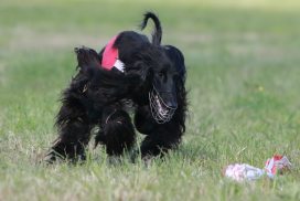 Afghane beim Coursing