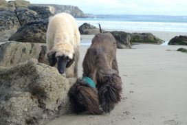 Afghanen am Strand - Copyright Vandermeulen