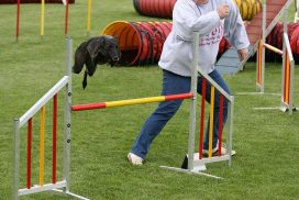 Whippet beim Agility