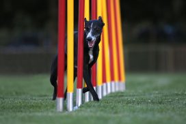 Whippet beim Agility