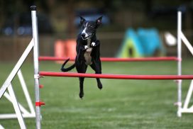Whippet beim Agility
