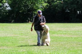 Windhund beim Teamtest