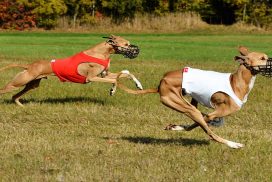 Anshahid und Ashekell Ehen-n-ma Coursing