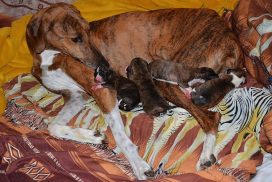 Azawakh Hündin mit Welpen