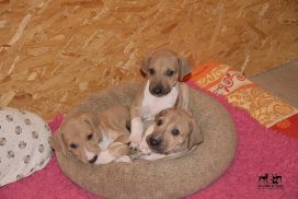 Azawakh Welpen 5 Wochen