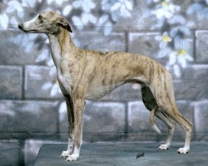 Barnesmore Sir Walker - Whippet