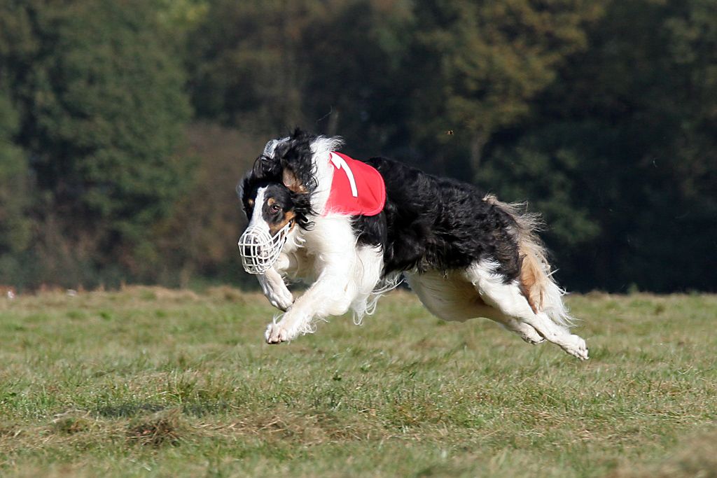 Barsoi beim Coursing