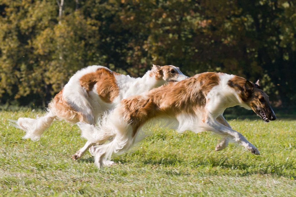 Barsois bei Training