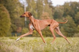 Bayara Ehen-n-ma Trab