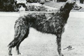 Deerhound Betsinda