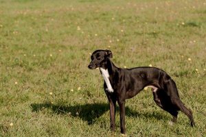 Bosse von Svantevit - Whippet