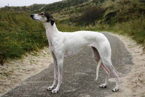 Chart Polski Alexa Standportrait Annette Nickau