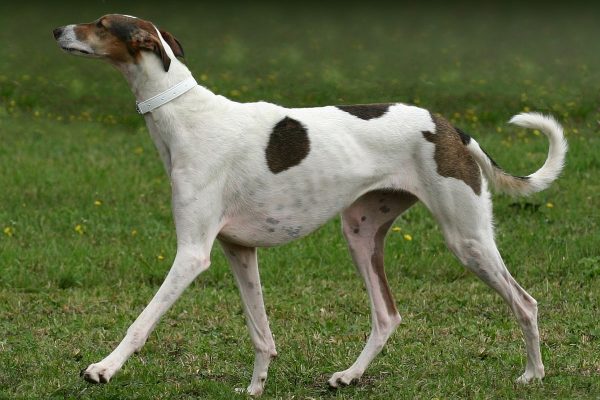 Chart Polski Allegra Seitenportrait Annette Nickau