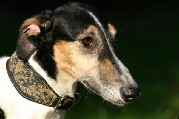 Chart Polski Kopfportrait Annette Nickau