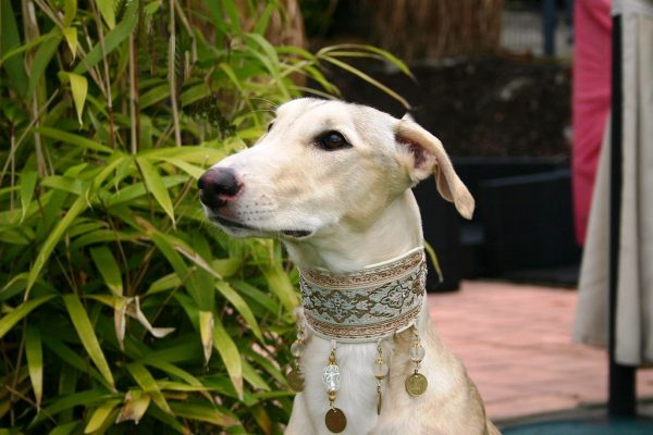 Chart Polski Kopfportrait Annette Nickau