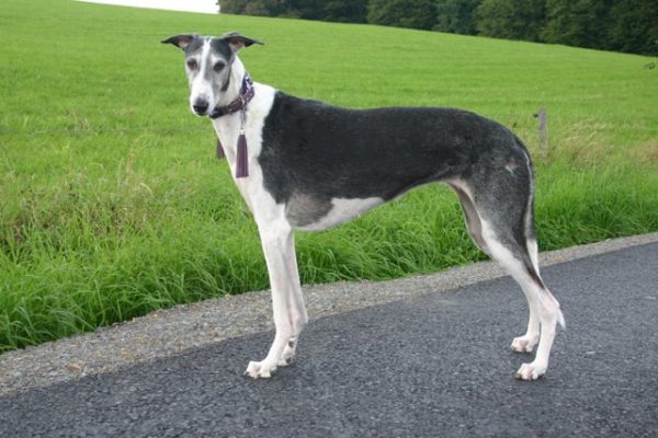 Chart Polski Standportrait Annette Nickau