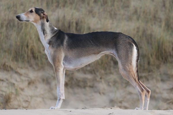 Chart Polski Standportrait Annette Nickau