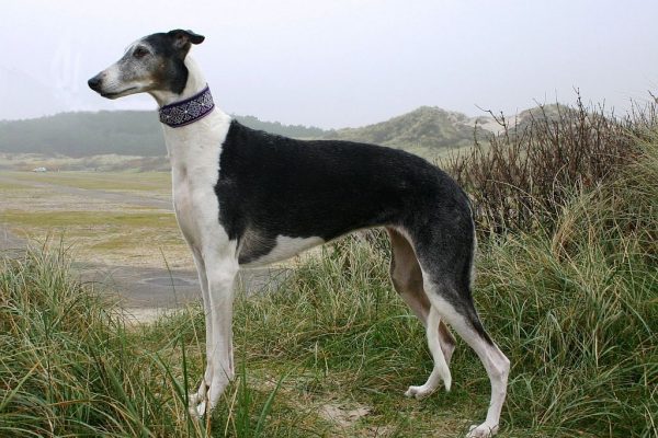 Chart Polski Standportrait Annette Nickau