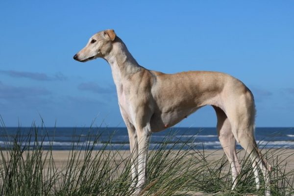 Chart Polski Standportrait Annette Nickau