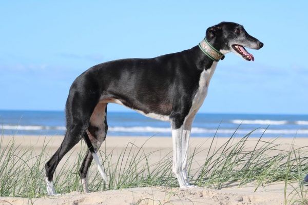 Chart Polski Standportrait Annette Nickau