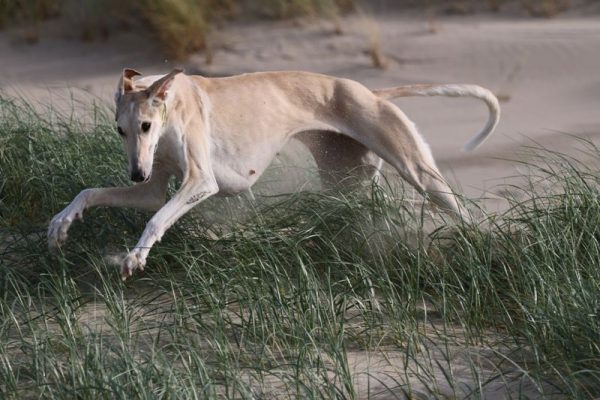 Chart Polski Strandfoto im Galopp Annette Nickau