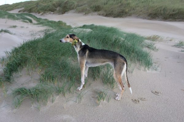 Chart Polski Strandfoto stehend Annette Nickau