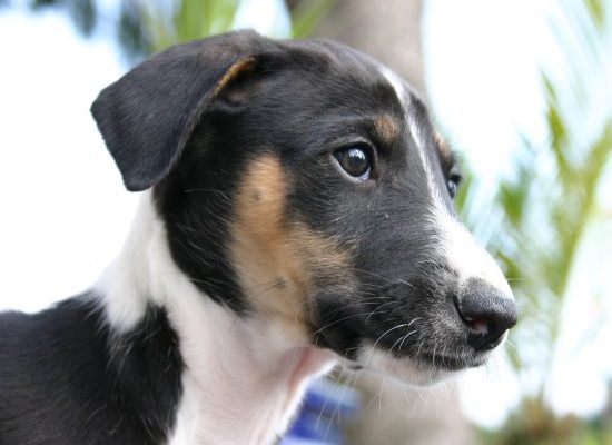 Chart Polski Welpe Kopfportrait Annette Nickau