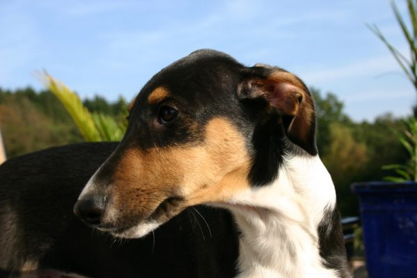 Chart Polski Welpe Kopfportrait Annette Nickau