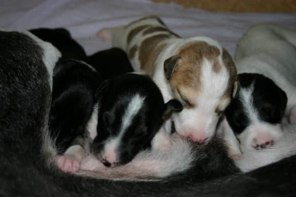 Chart Polski Welpen beim Trinken Annette Nickau