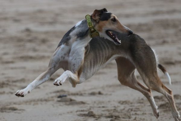 Chart Polski im Galopp Annette Nickau