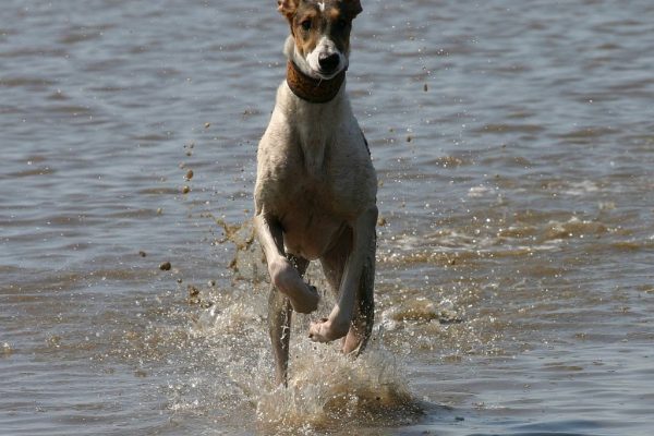 Chart Polski im Wasser Annette Nickau