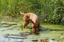 Cirneco dell’Etna im Wasser
