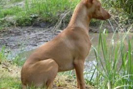 Cirneco dell’Etna im Sitzen