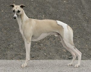 Conte del Aqua Semper-Crescendo