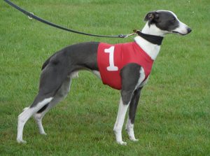 Culann's Mac Conner - Whippet