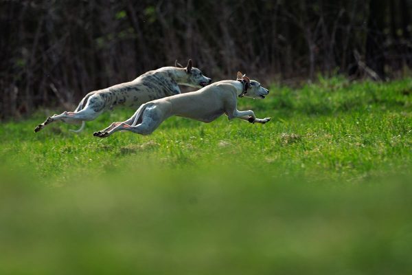 Whippets beim Flitzen