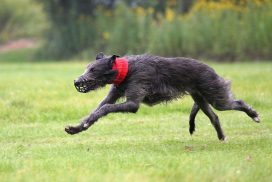 Deerhound beim Coursing