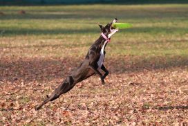 Whippet beim Dogfrisbee