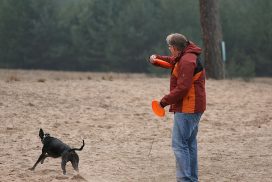 Whippet beim Dogfrisbee