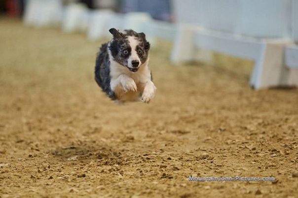 Rennbahn auf der Doglive 2019