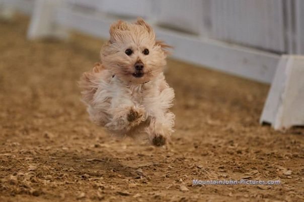 Rennbahn auf der Doglive 2019