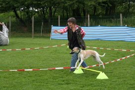 Whippet beim Longieren
