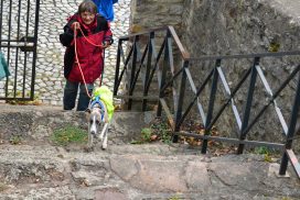 Whippet beim Mantrailing
